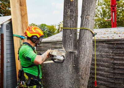 Baumpfleger bei professionellen Arbeiten an einem Baum mit Motorsäge